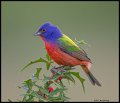 _5SB3330 painted bunting